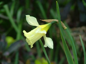 Narcissus 'W.P. Milner'  bestellen